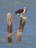 Osprey Perched On A Piling_40700